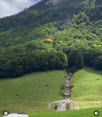 My cow people need me