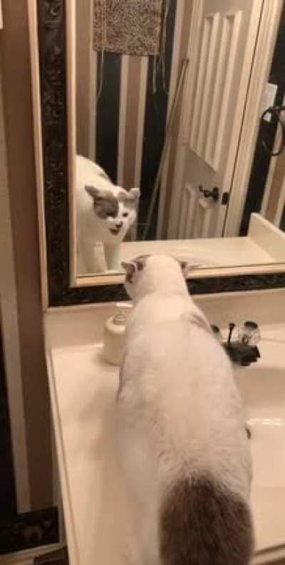 my roommates cat, sponge, meeting himself