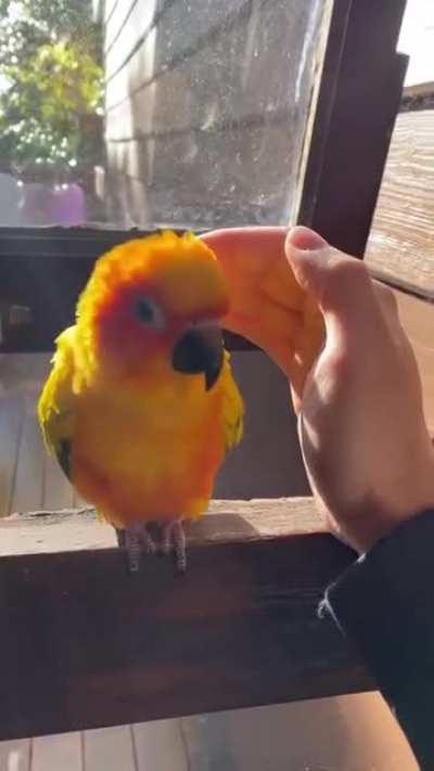 Looking for snuggles