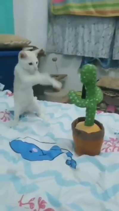 Kitty do a danger dance!