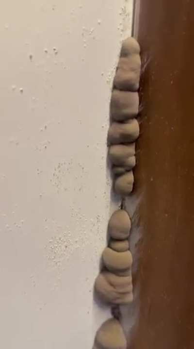 What is this creature growing in my house ? Help Stop it !