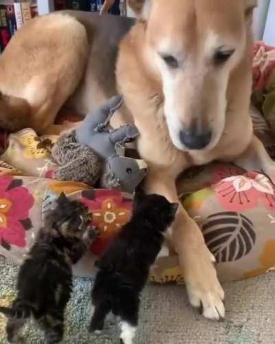 These little kittens have been here for less than 24 hours and already think that Raylan is their mother.