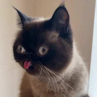 Derpiest of faces lol