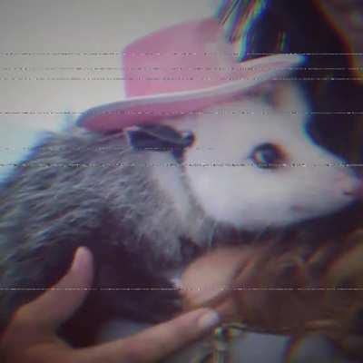 Cowboy Dan is a major possum in the cowboy scene...