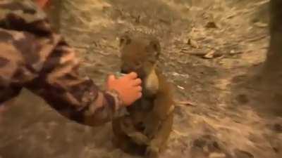 A hunter from a town cut off by raging Australian bushfires is putting his own life on the line to save koalas and other affected wildlife.