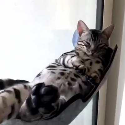 cat on glass