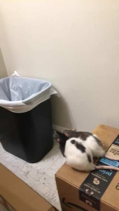 From a few years ago :,) miss my babies