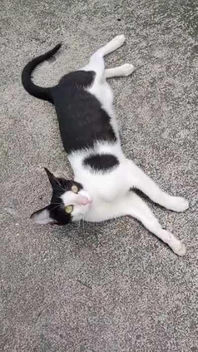 When petting her for 5 minutes straight isn't enough