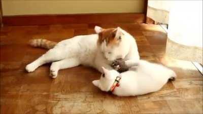 Stop! I don't need cleaning! Put that blep away!