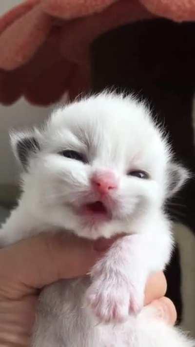 Each kitten is a gift from God.