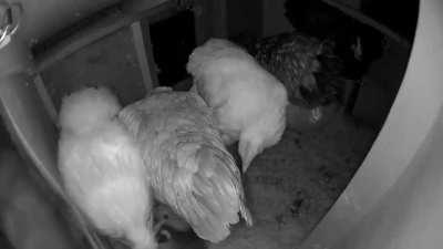 Coop cam catches cockblock