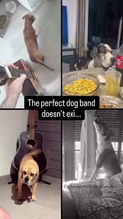 The Goodboys 🐶🎶