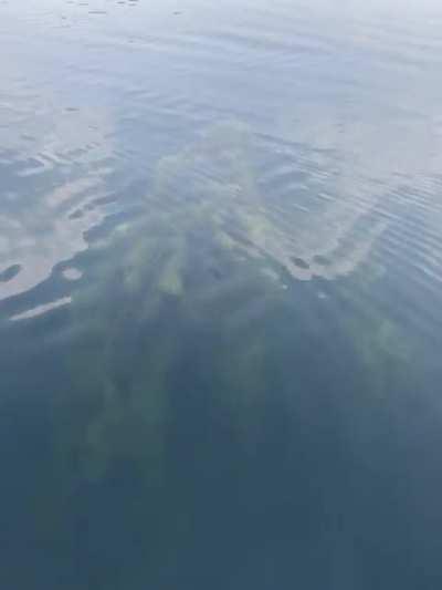 Sunken Forrest in Miners Lake, Ely MN