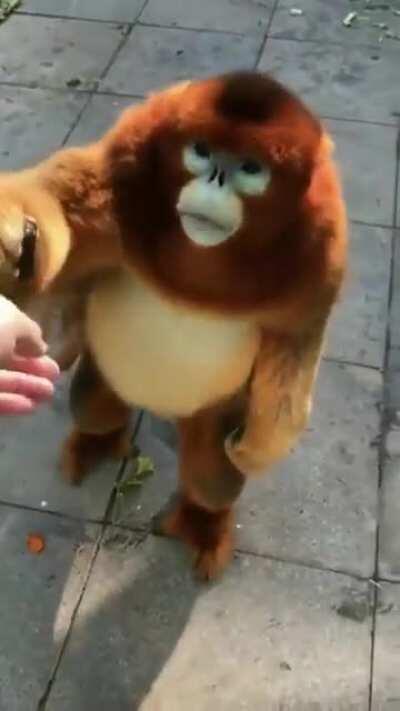 Niño oriundo de Yerba Buena, Tucumán es alimentado por un turista bonaerense