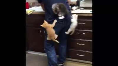 This was during one of the kitten seasons