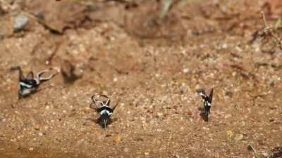 The hypnotic movements of the dragontail butterfly's wings
