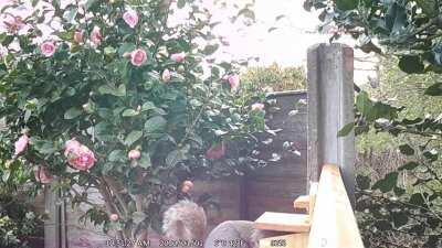 Had a good laugh about this morning's wildlife footage