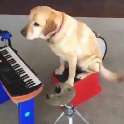 DoG fOrCeD tO pLaY oR dIe