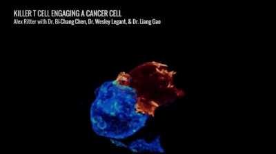 The killer T cell is involved in the cancer cell