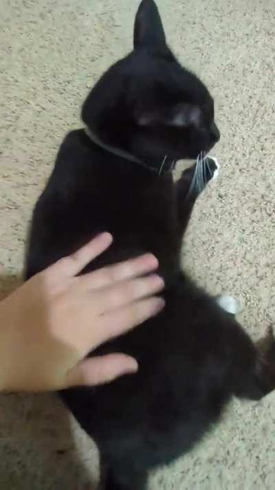 Murderous spinny bongos