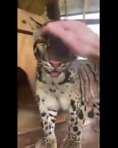 Just watch until the end.