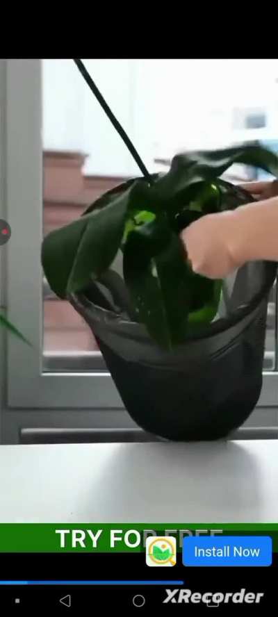 What the everloving PlantThis