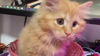 Roboco's Basket Cat so damn cute!