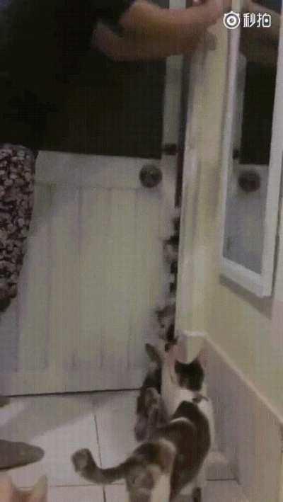 You can never have too many cats