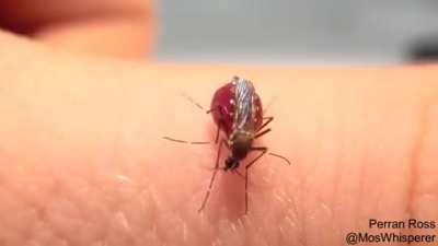 Cursed_ mosquito