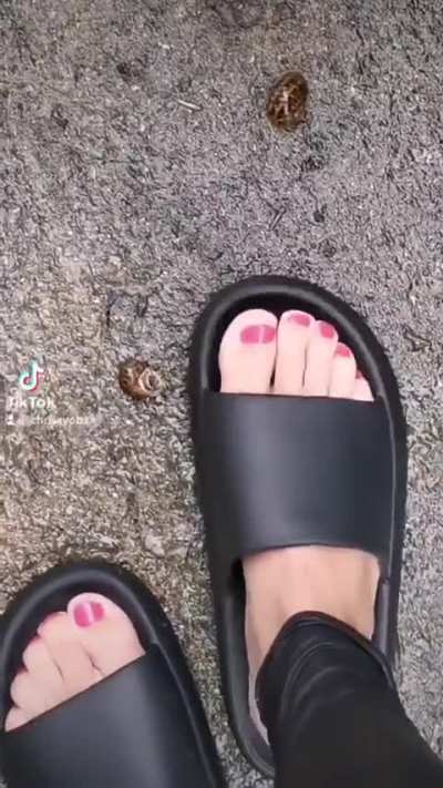 Chunky sliders vs snails 