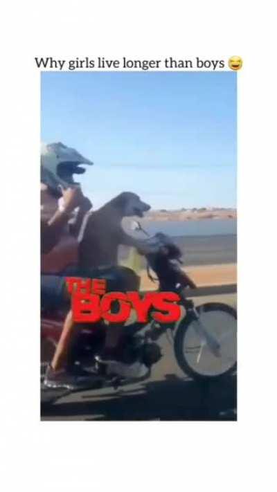 pov: you trust your dog