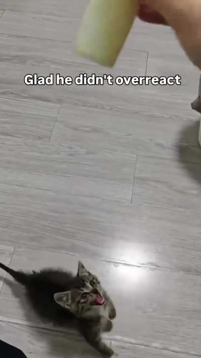 Stupid cat, I love him