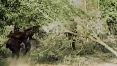 Where’s army group center? - True Chads from the Eastern Front.