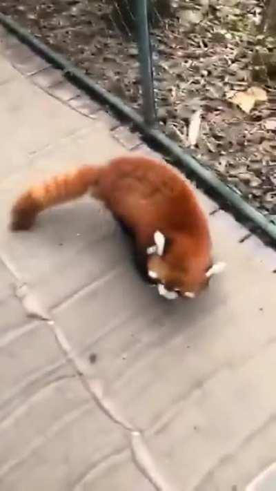 Red panda tries to look threatening.