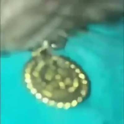 The drip this rat has