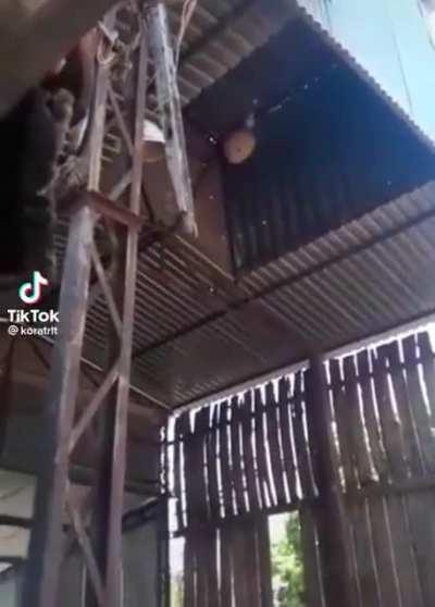 Removing a wasp nest in style.