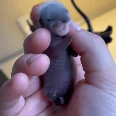 Newborn baby ferret