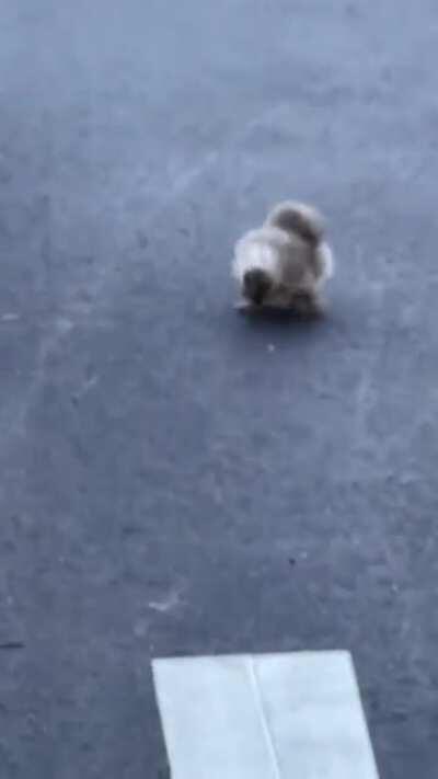 So why did the fluffy chicken cross the road?