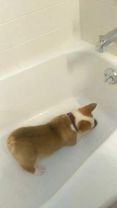 As requested, longer video of our gremlin