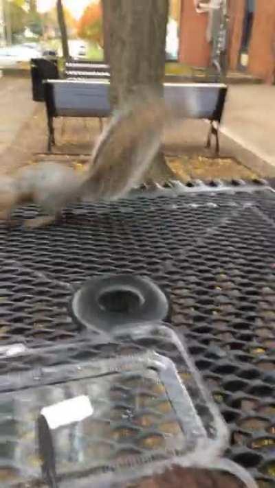 Fought a squirrel for a cookie