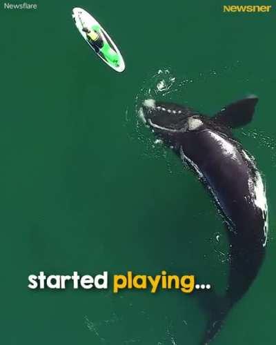 Giant whale approaches unsuspecting paddle boarder, and the incredible encounter was captured by a drone