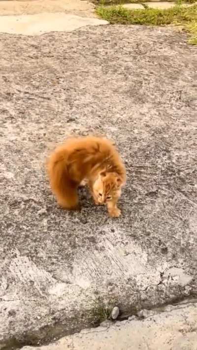 Rumors say he's still crabing...