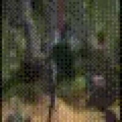 Here everybody the full shrek movie to watch