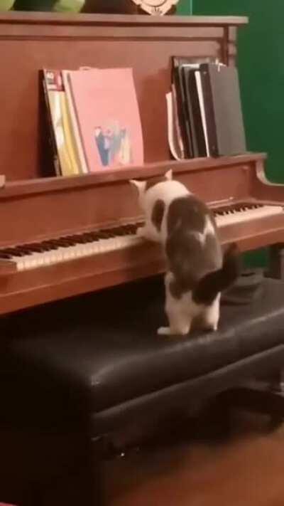 This cat seems to actually like the sounds made by piano