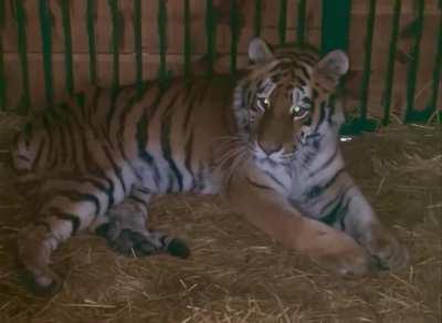 Tiger was injured due to a morning rocket attack in the Kyiv region. The powerful explosions scared the animal, it hit the bars, fell and still can’t get up. The animal's hind limbs or spine are likely injured.
