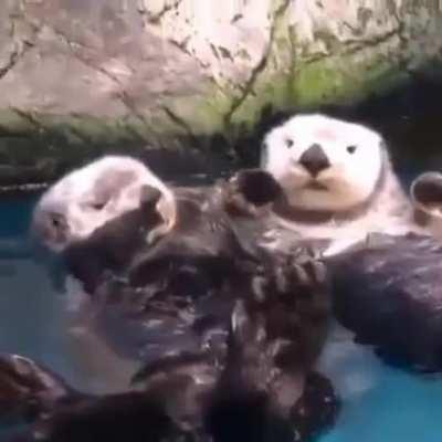 They're holding hands while sleeping so they won't float away from each other.