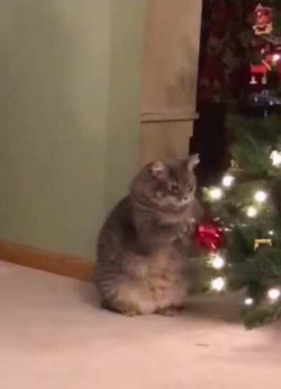 Hitcat mastering boxing