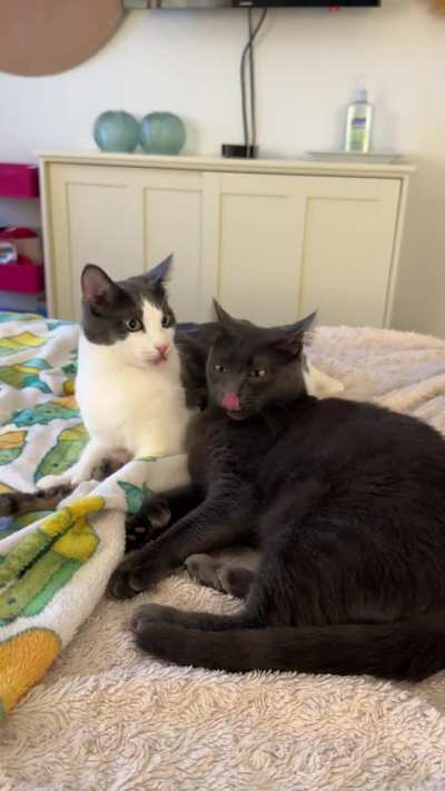 Tomorrow, my goofy adorable thumb-y foster boys go to their forever home!🎉