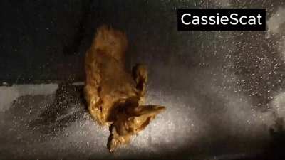 Takings Laxatives + Shitting Everywhere BUT the Toilet! [GIF]