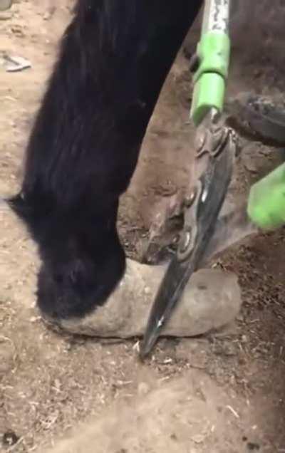 And they grow even longer